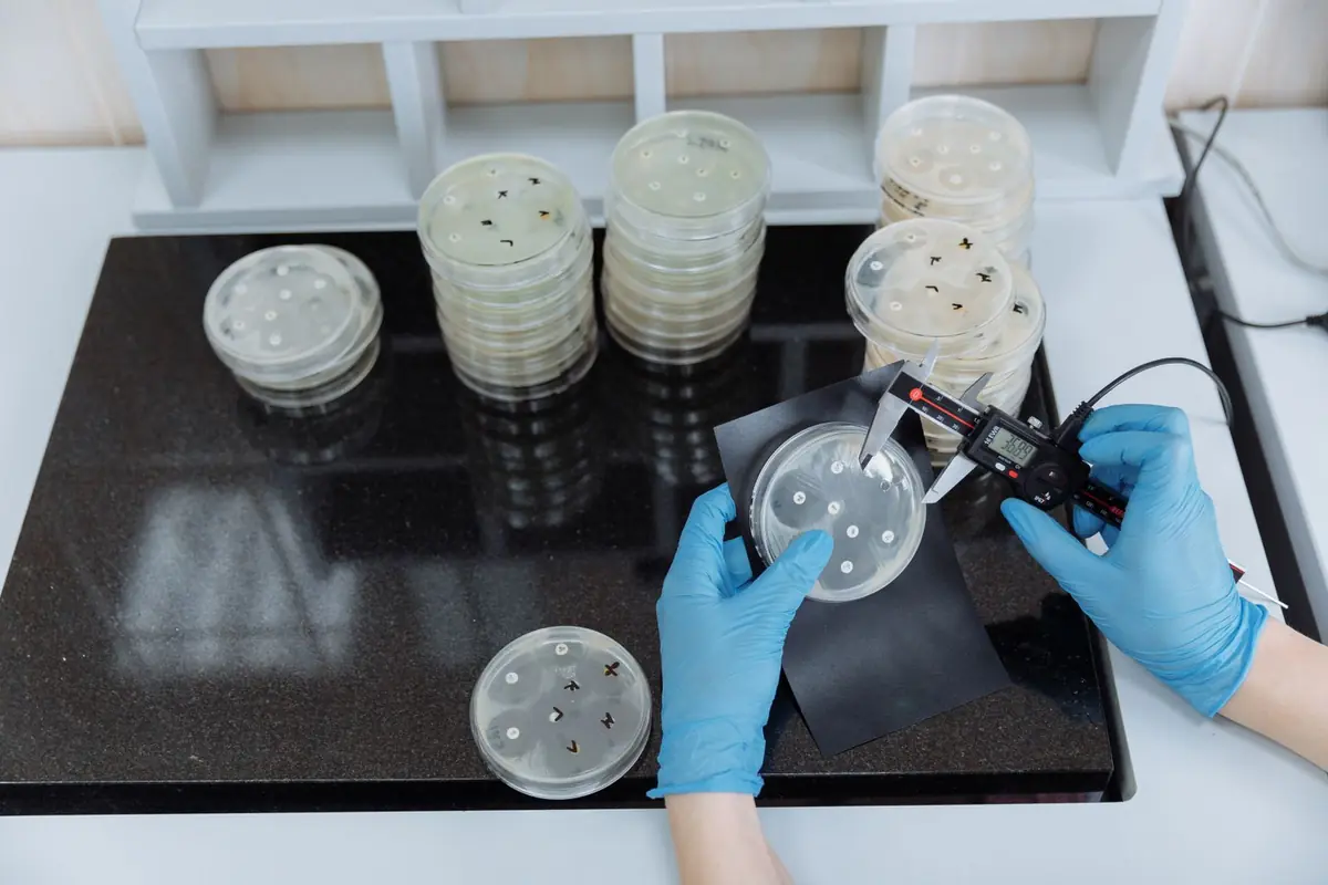 Gloved hands measuring cultures in petri dishes on a lab bench